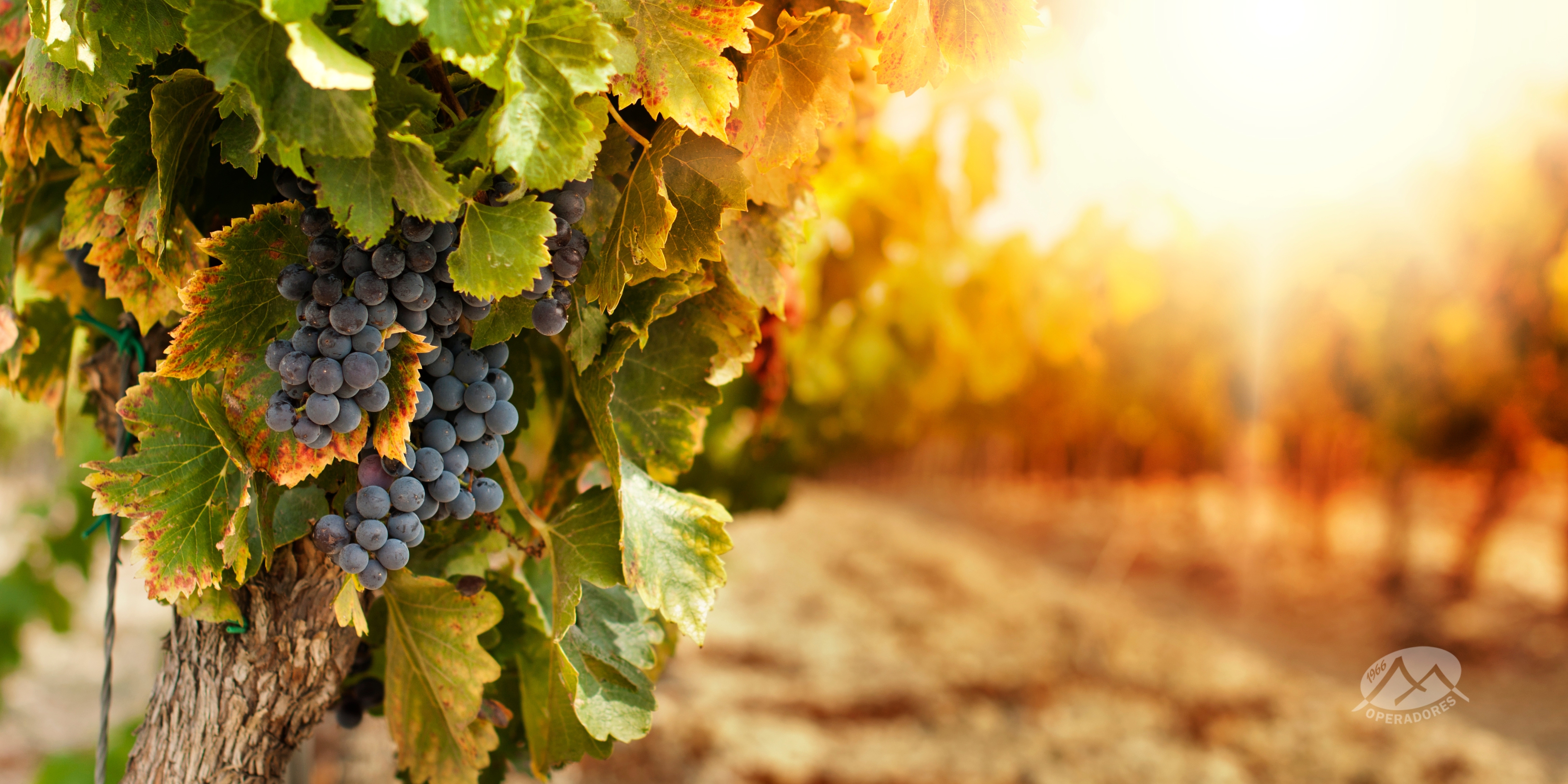 Ruta del Vino